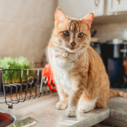 {petName}, a Orange Domestic Shorthair Cat